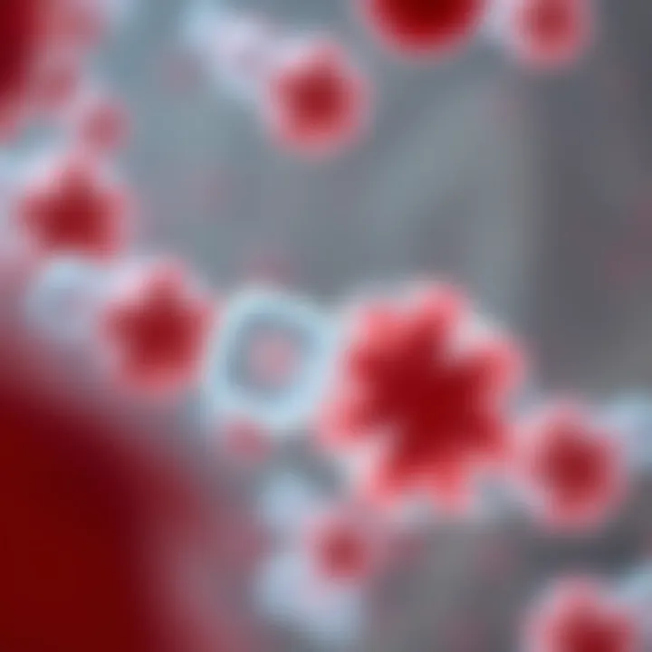 Microscopic view of a bacterium undergoing binary fission showing division into two cells