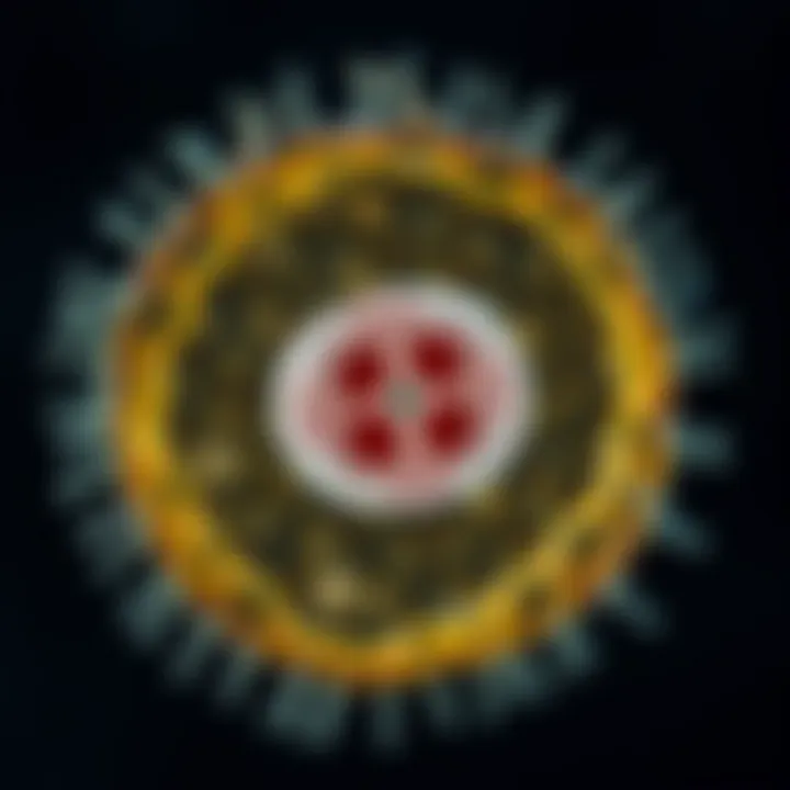 Microscopic view of a bacterial cell undergoing division by binary fission showing duplicated genetic material