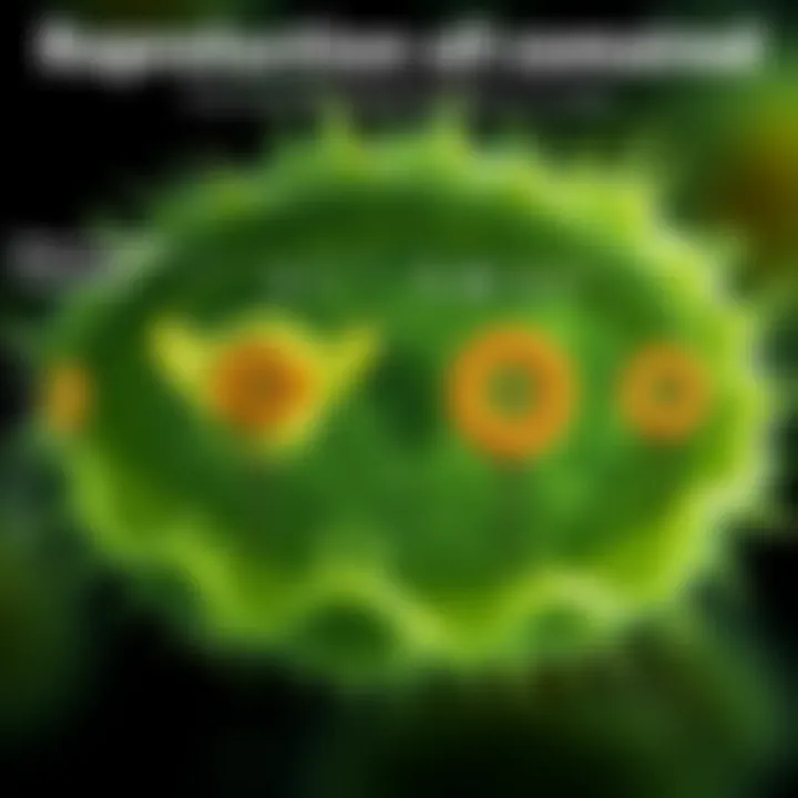Comparison chart showing differences between binary fission and other reproductive methods